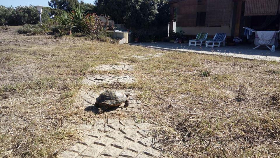 Eco Affittacamere Casa Maica Eco Guesthouse Stintino Dış mekan fotoğraf