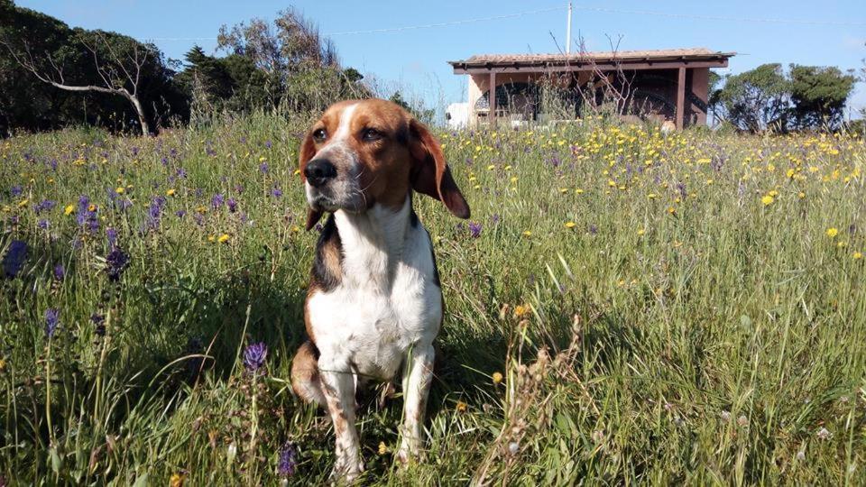Eco Affittacamere Casa Maica Eco Guesthouse Stintino Dış mekan fotoğraf